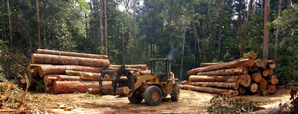 Broken Bow, NE Tree Care Company